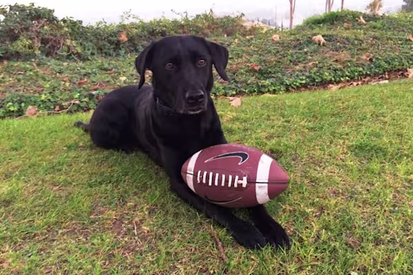 Super-Bowl-Sable