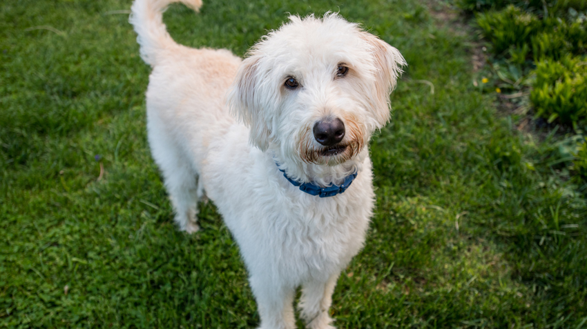 Blonde best sale labradoodle puppy