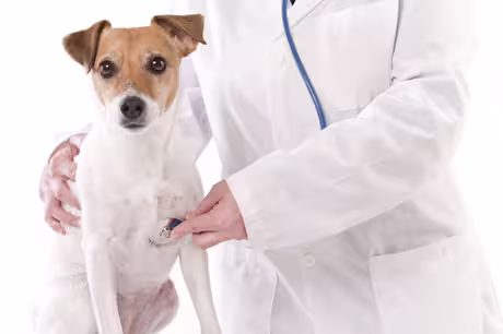 A-Winter-Recap-of-Unusual-Pet-Accidents