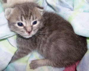 GreyStripedKitten-300x240