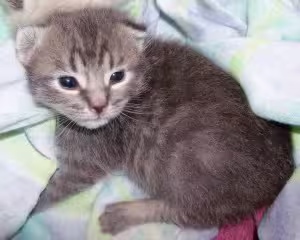 GreyStripedKitten-300x240