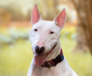 English Bull Terrier-Standard