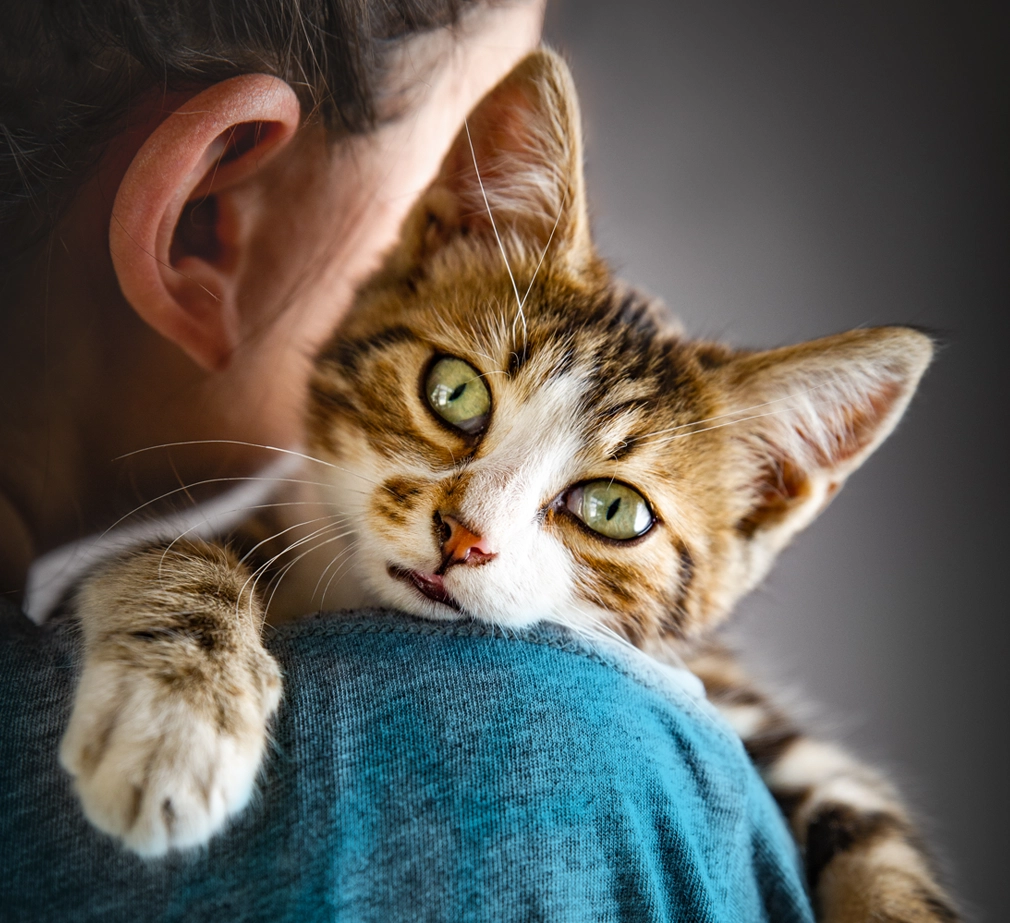 Cat on pet parent's shoulder