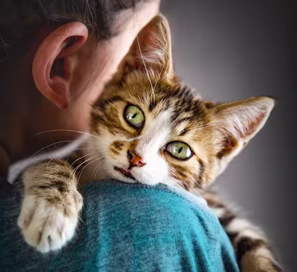 Cat on pet parent's shoulder