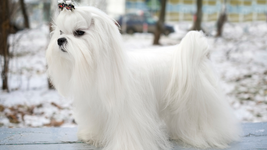 maltese dog dander