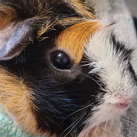 Guinea pig peanut butter sale