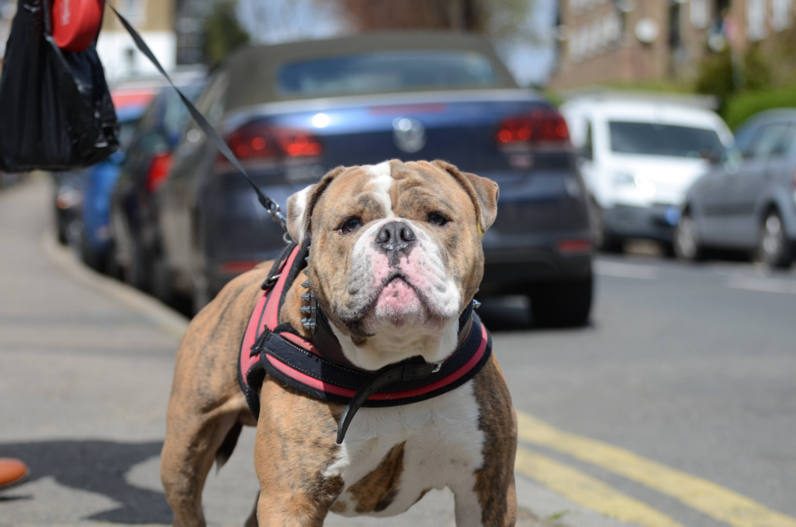 Olde English Bulldogge image