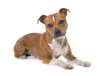 Staffordshire Bull Terrier standing — health planner for puppies through senior dogs