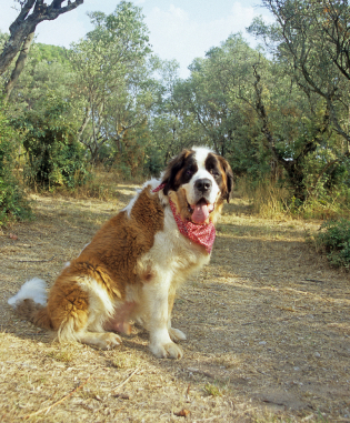 blue st bernard