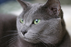 russian blue cat lifespan