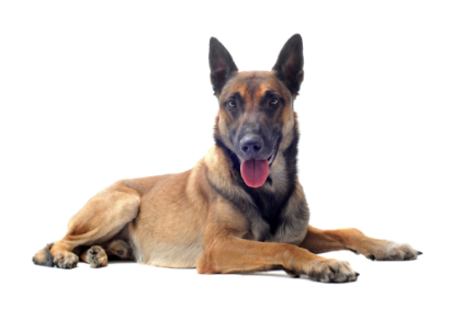 Belgian Malinois standing — health planner for puppies through senior dogs