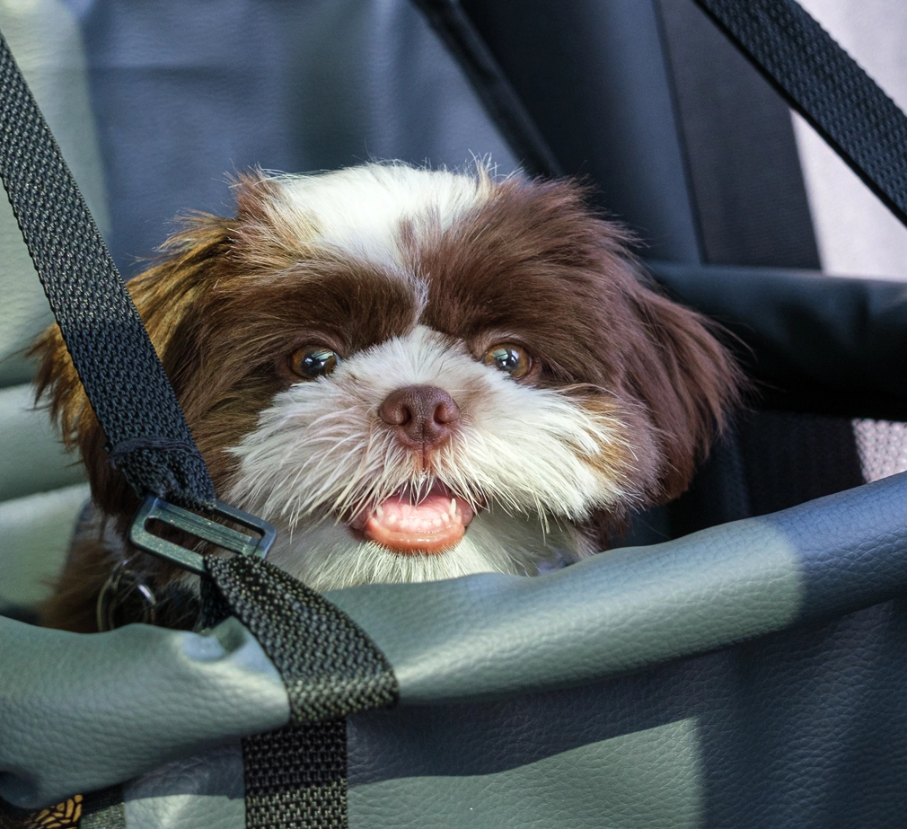 Dog in stroller