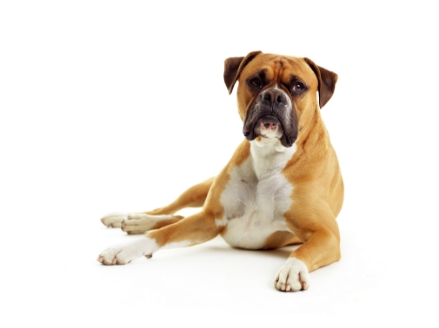 Boxer standing — health planner for puppies through senior dogs