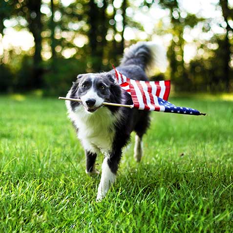 10377C CON Wacky Pet Name Blog Image