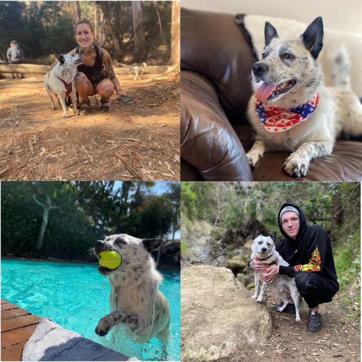 Peach-Pet-Cat-Photo-Collage