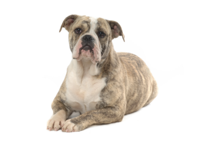 Olde English Bulldogge standing — health planner for puppies through senior dogs