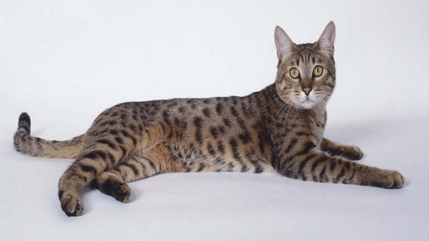 California Spangled Cat Appearance Character Care Breeding  