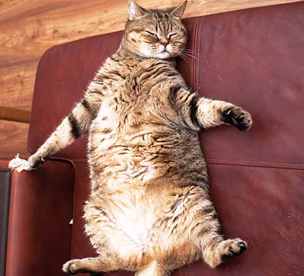 Fat cat