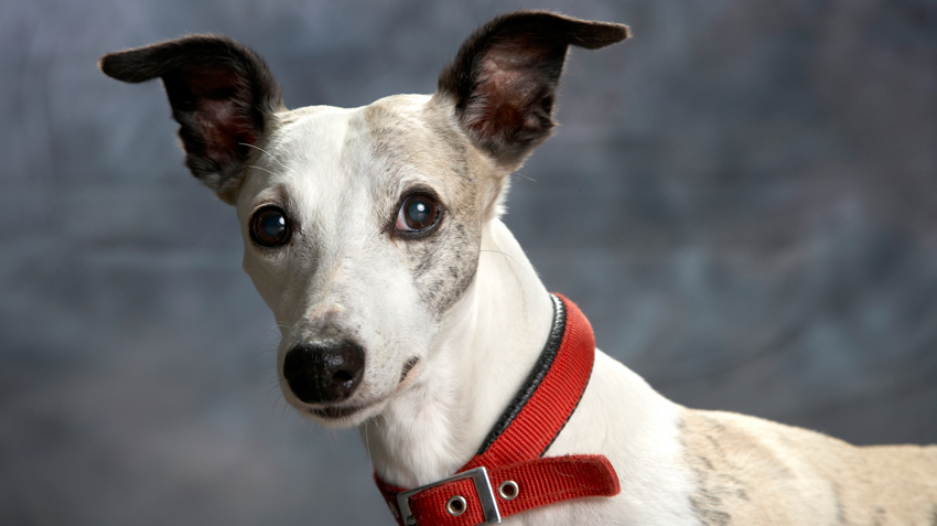 a dog breed called whippet