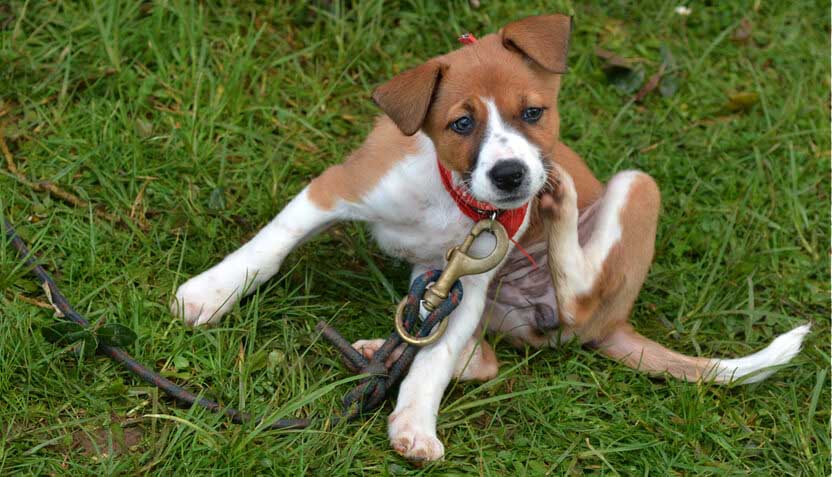 Flea Treatment or Dangerous Pesticide?