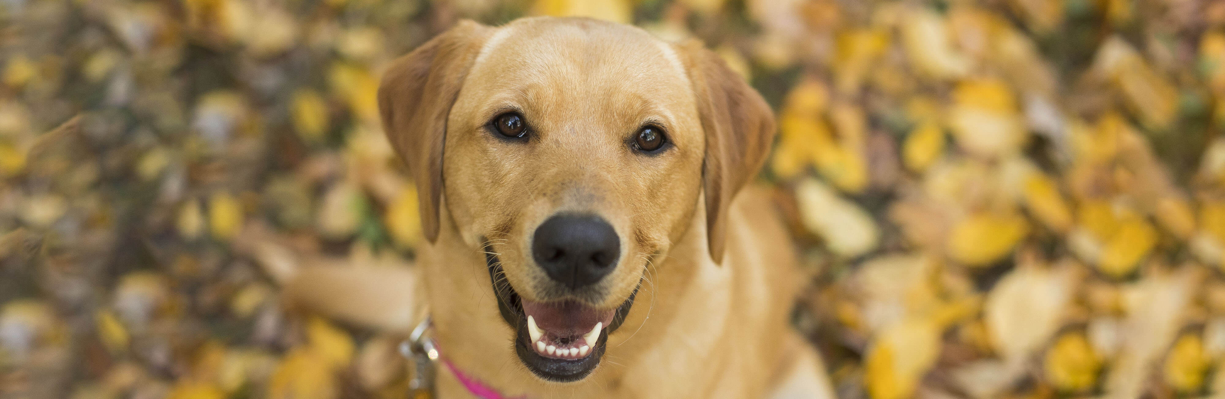 Sherlotte's sinking feeling