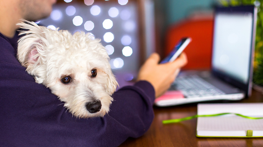 5 Best Apps for Pet Owners