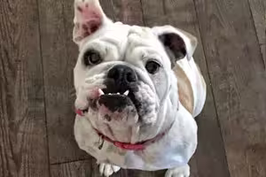 Madame Squishy Van Wrinkleface