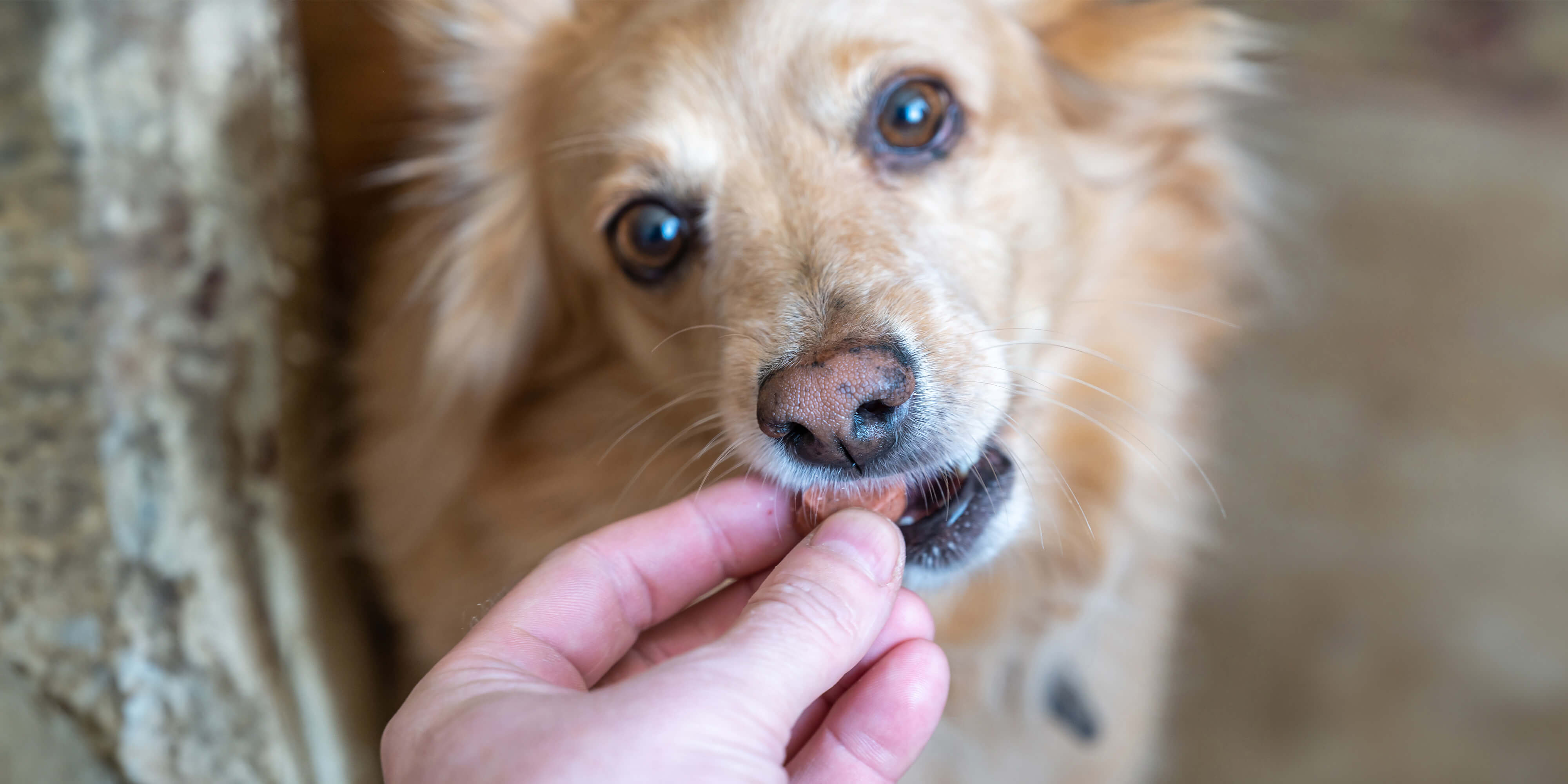 Defending your pet: Understanding and preventing heartworm disease