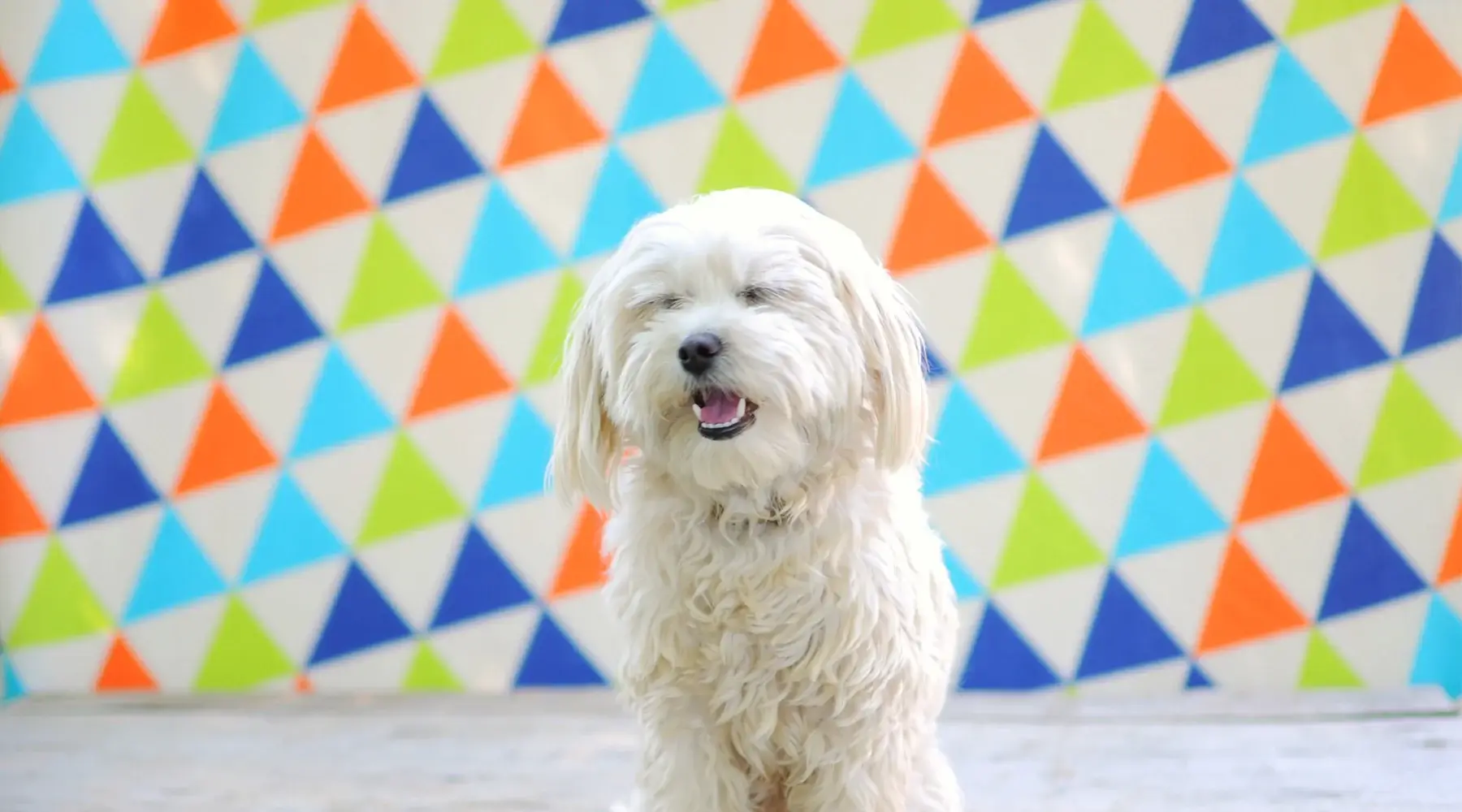 10391A CON 2025 Spring Companion DIY backdrop