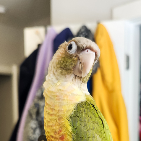 Mochi The Captain of Chaos