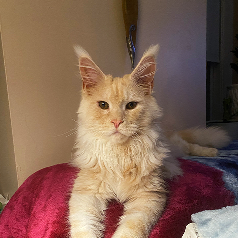 Lando Catrissian