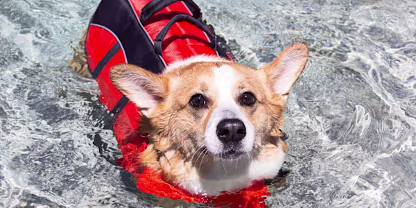 Water Safety 101