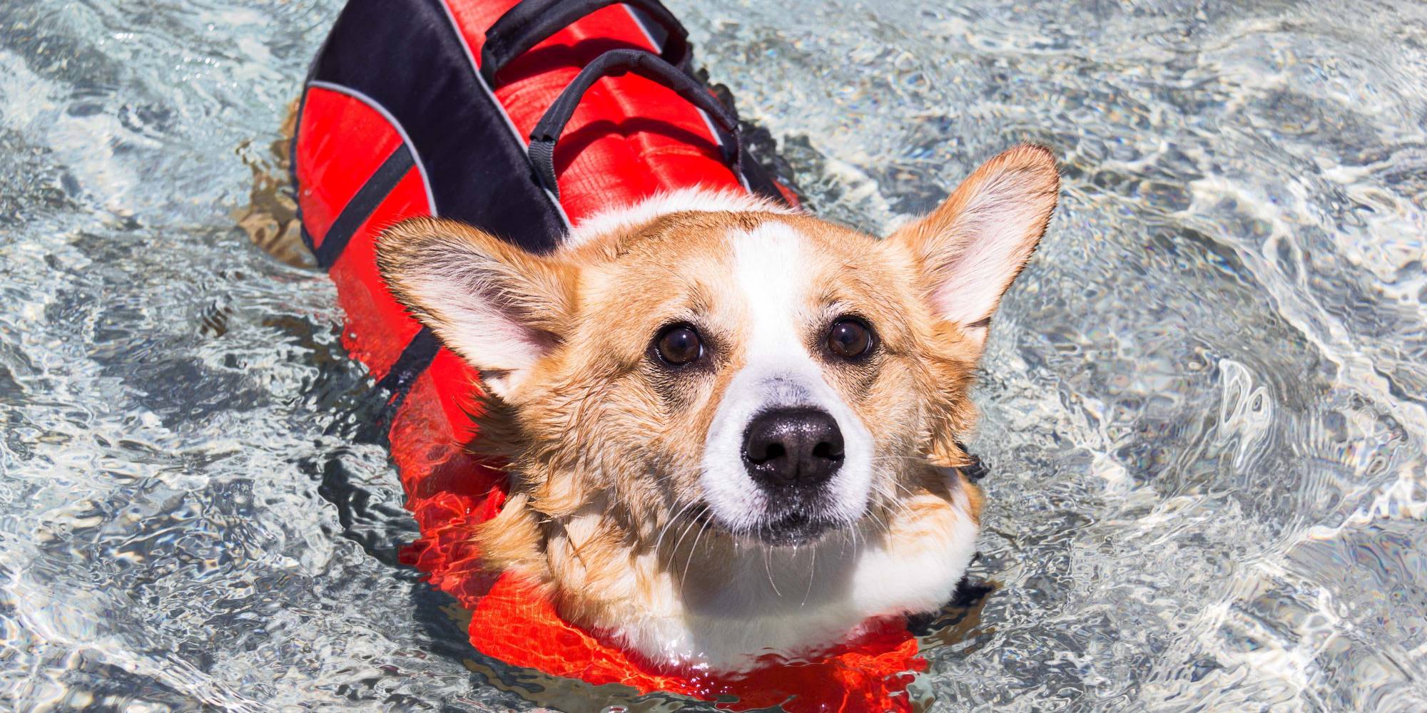 Water Safety 101
