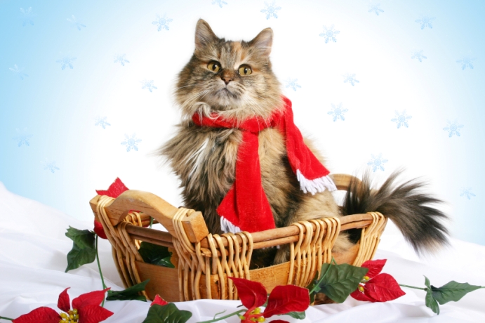HolidayCatPhoto