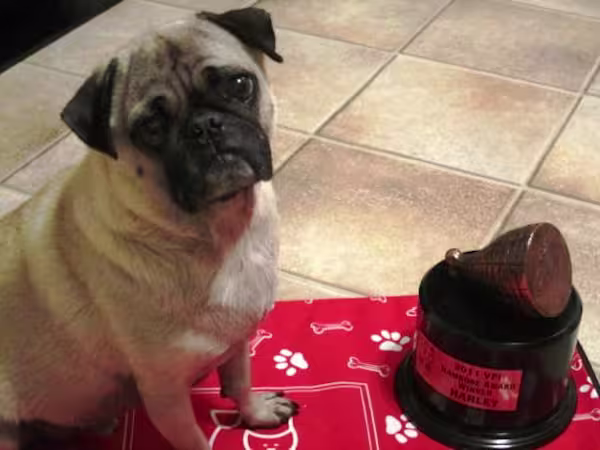 Harley-Hambone_HN