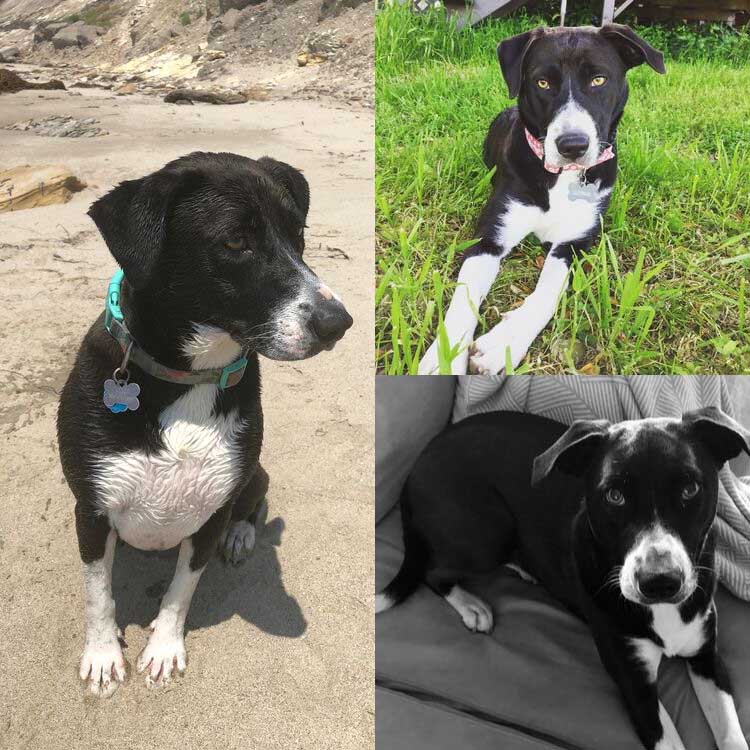 Tippy-Photo-Collage-2