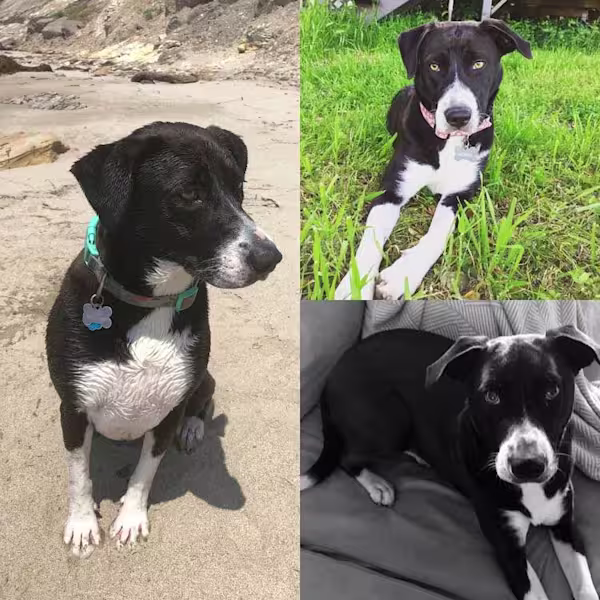 Tippy-Photo-Collage-2