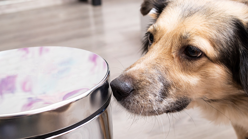 Household items can be dangerous for pets