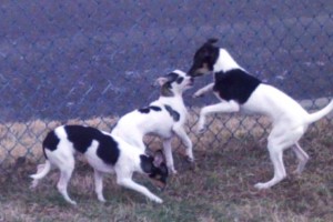 Practicing for the Puppy Bowl, perhaps?