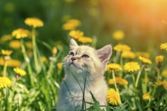 cat flower field