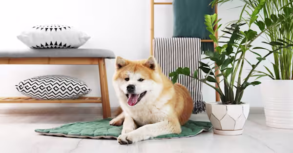 Expert pet advice on plant toxicity