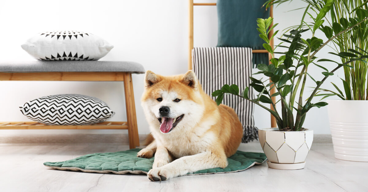 Expert pet advice on plant toxicity