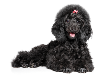 Poodle-Toy Or Teacup standing — health planner for puppies through senior dogs