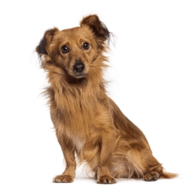 Mixed small standing — health planner for puppies through senior dogs
