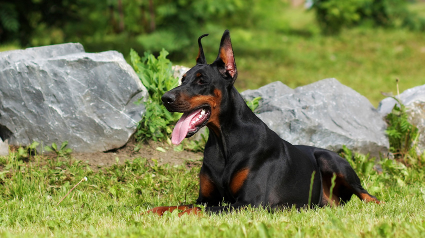 are doberman large breed dogs?