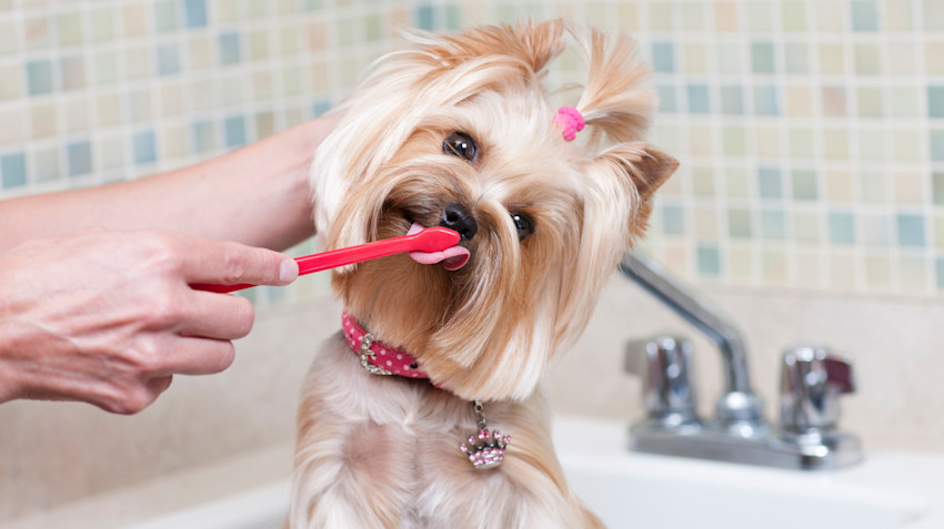 Brush up on your pet's oral care