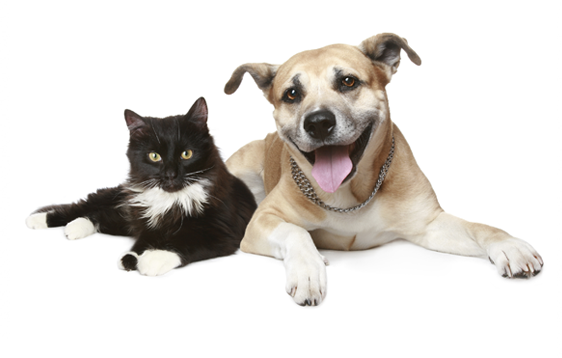 Pet Health Zone | Pet Information and Resources from Nationwide®