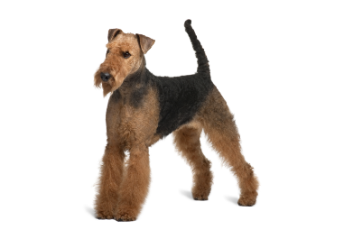 Airedale Terrier standing — health planner for puppies through senior dogs