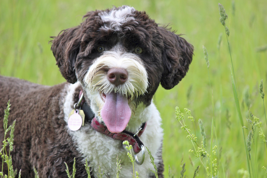 are portuguese water dogs good pets