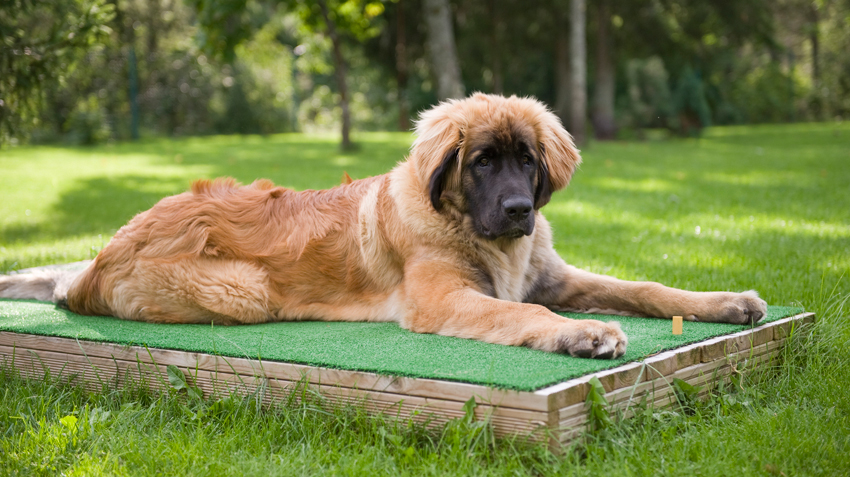 Leonberger sales dog weight